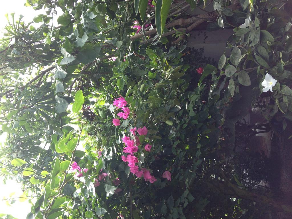 Hotel Portal De La Marquesa Mompós Esterno foto Flowering bougainvillea